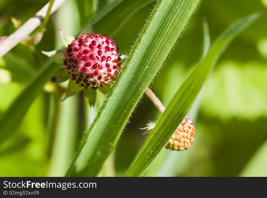 Wild Strawberry - Fragaria vesca - recording of the fruit