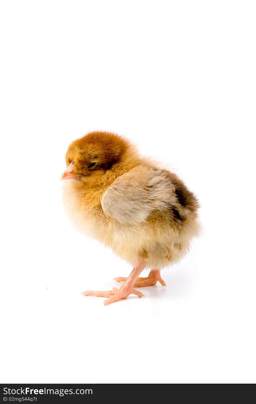 Brown chicken isolated on a white background