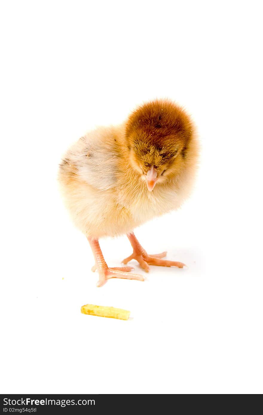 Brown chicken isolated on a white background