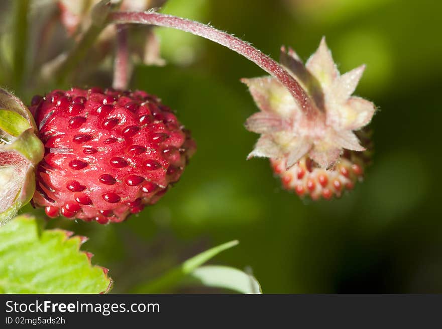 Wild Strawberry - Fragaria vesca - recording of the fruit