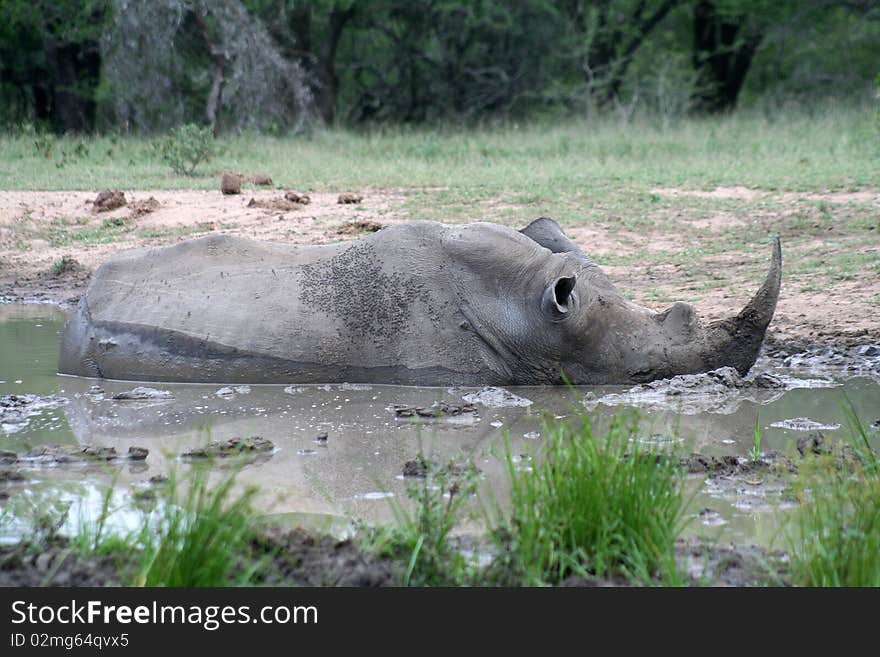 White rhino enjoying a cooling mud bath