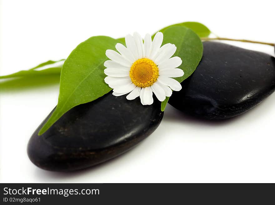 An image of stones with leaves and flower on them. An image of stones with leaves and flower on them