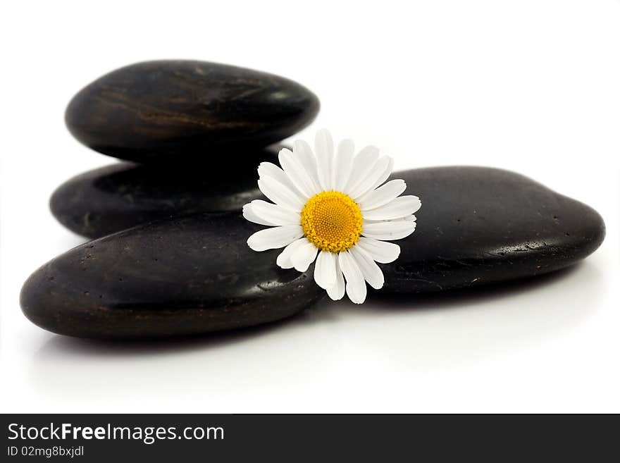 An image of white flower at little black stones. An image of white flower at little black stones