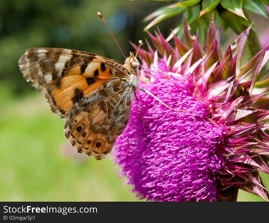 A butterfly collects floral nectar