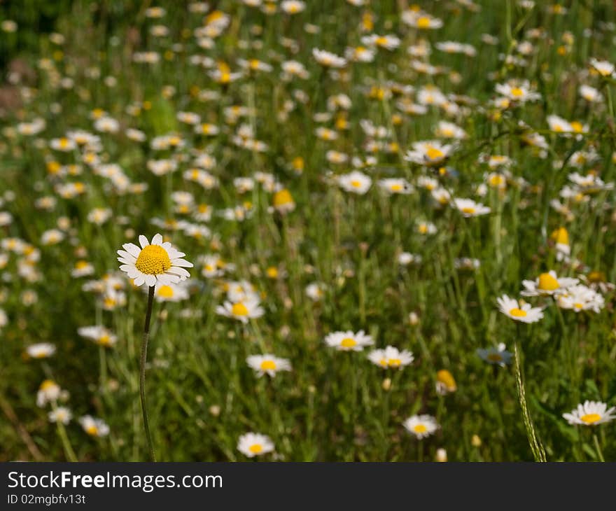 Meadow with by a great number camomiles