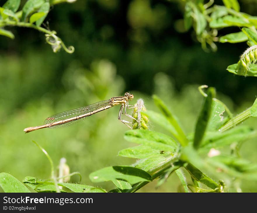 A dragon-fly sitting on a branch