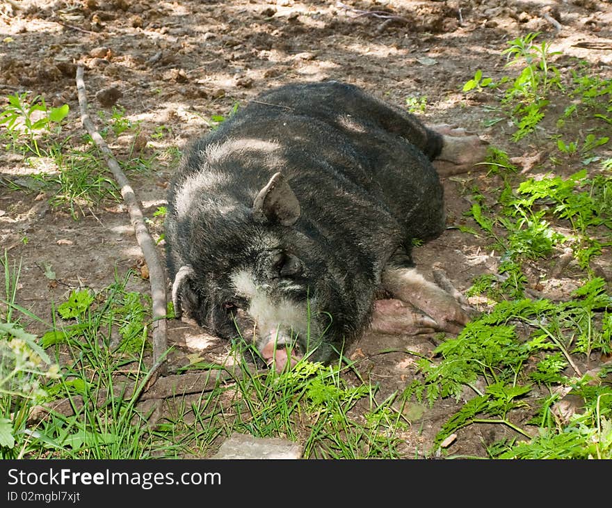 A wild boar sleeps under a tree