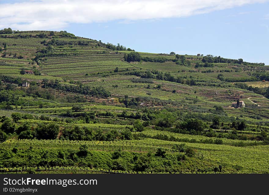 Grape vineyards on a terraced hillside in the Italian Soave region, famous for wine