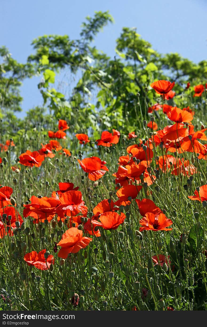 Red poppies