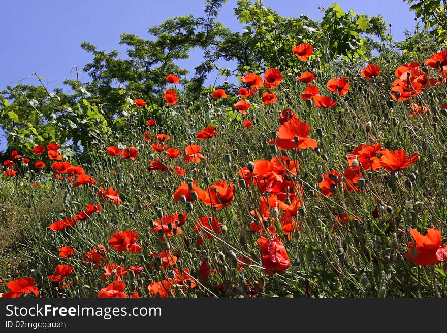 Red Poppies