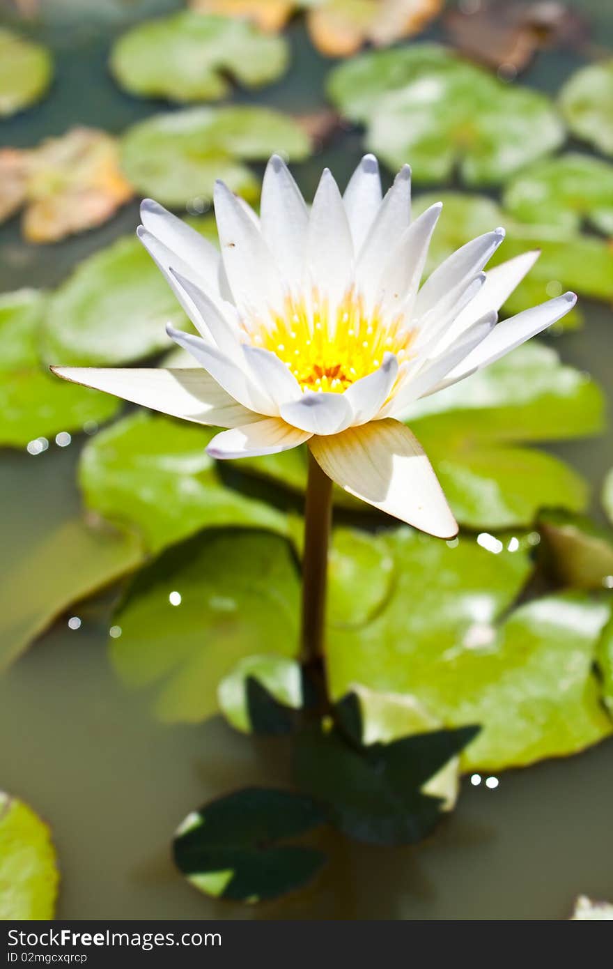 In thai it's call Bua Luang, another name is Nelumbo,Nymphaeaceae. In thai it's call Bua Luang, another name is Nelumbo,Nymphaeaceae