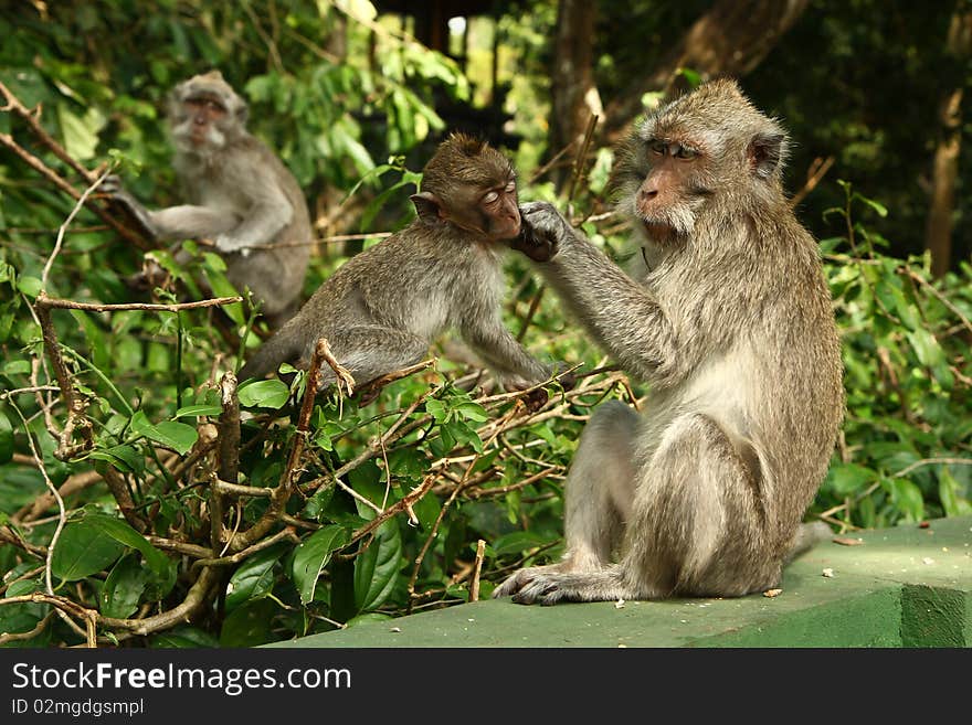 Three monkey in the forest. Three monkey in the forest