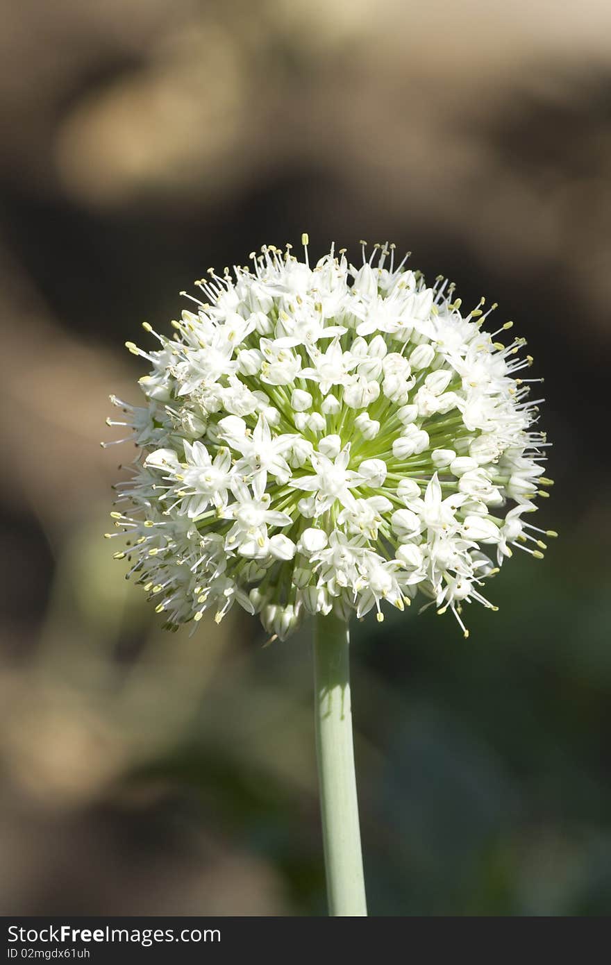 White racemes of a common onion. Stamens are well visible. White racemes of a common onion. Stamens are well visible.