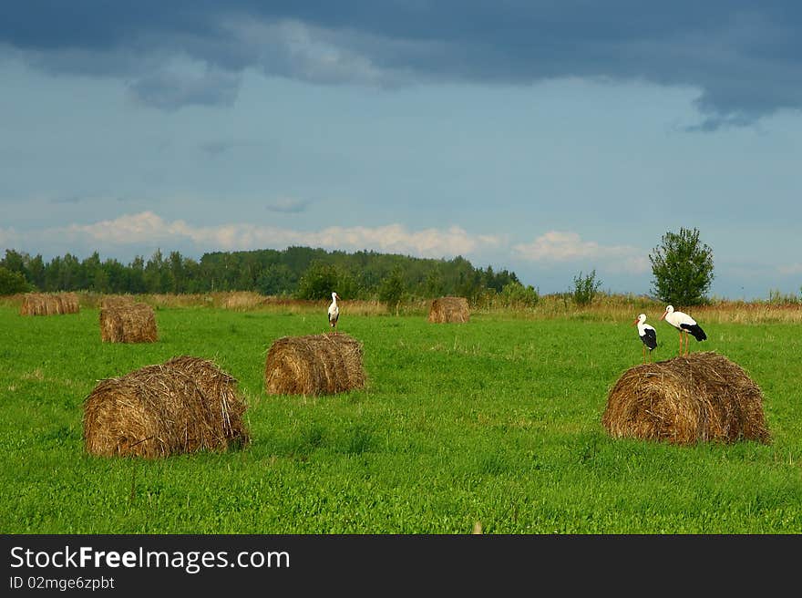 Birds on haystacks