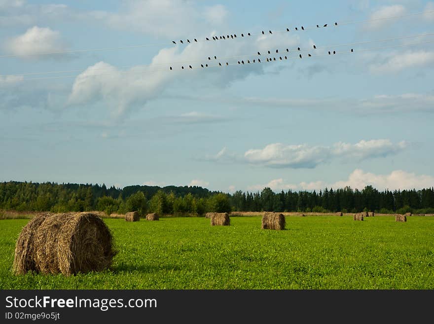 Haystacks on field and birds on wire. Haystacks on field and birds on wire