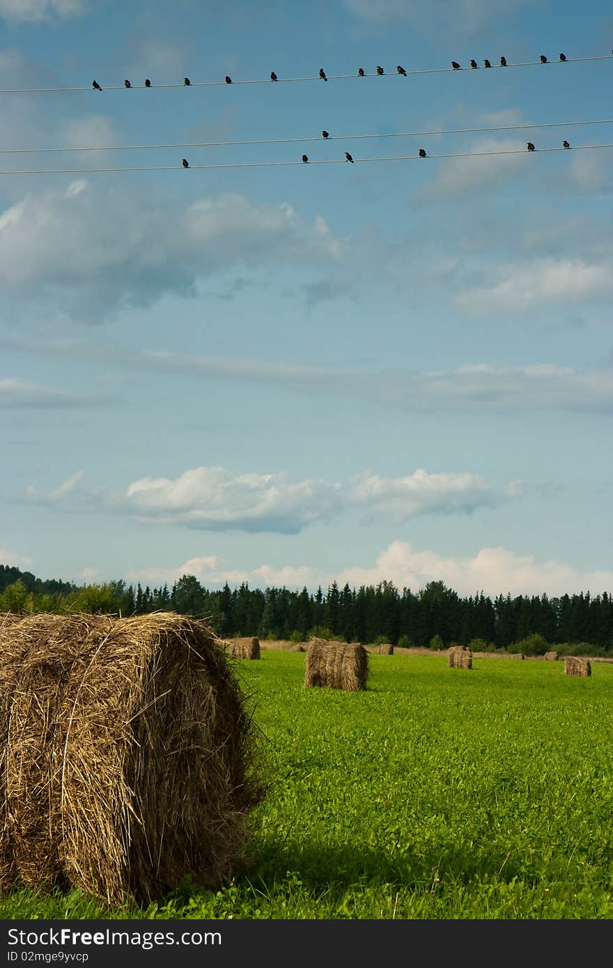 Haystacks on field and birds on wire. Haystacks on field and birds on wire