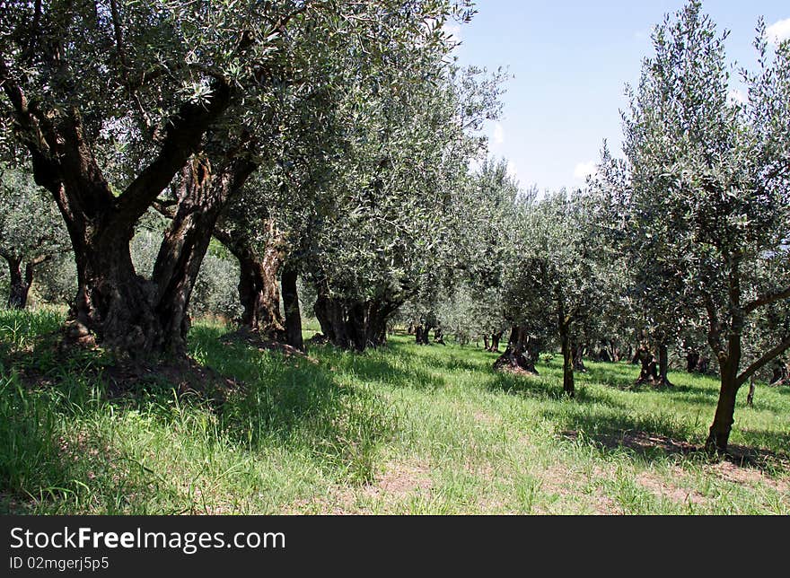 Ancient olive trees