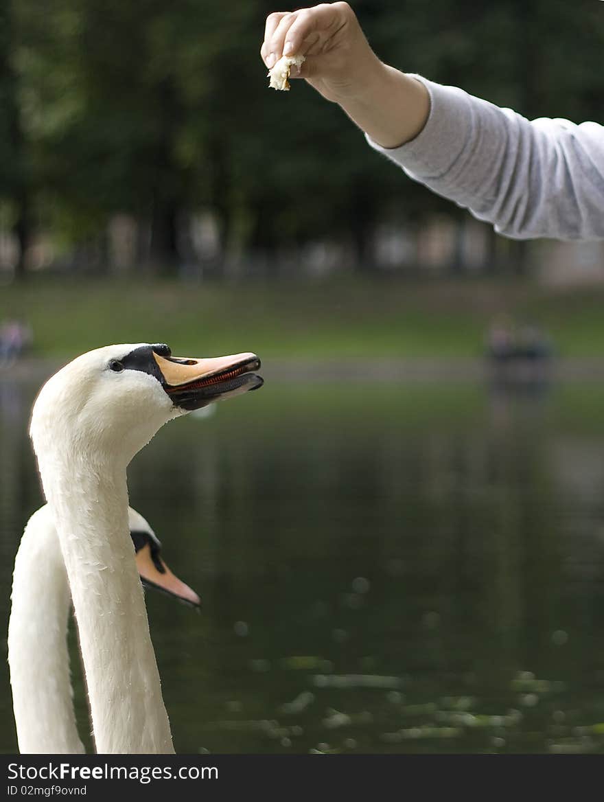 Feeding swans