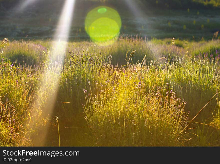 Lavender Fileds With Sunlight