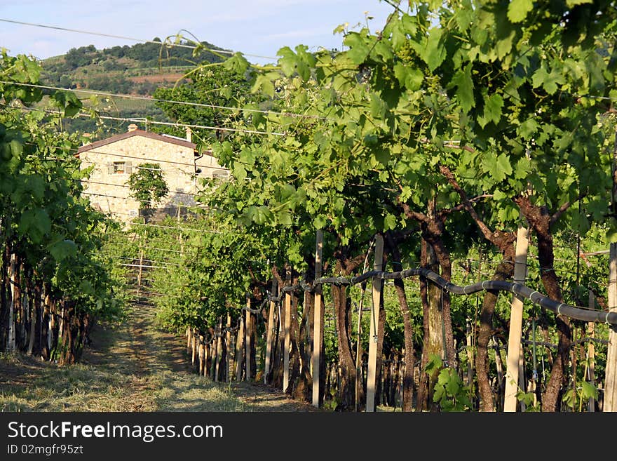 A farm with grape vineyards in the Soave region, famous for wine