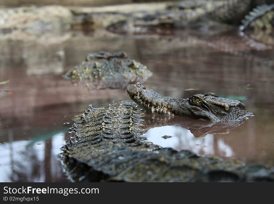 Crocodiles