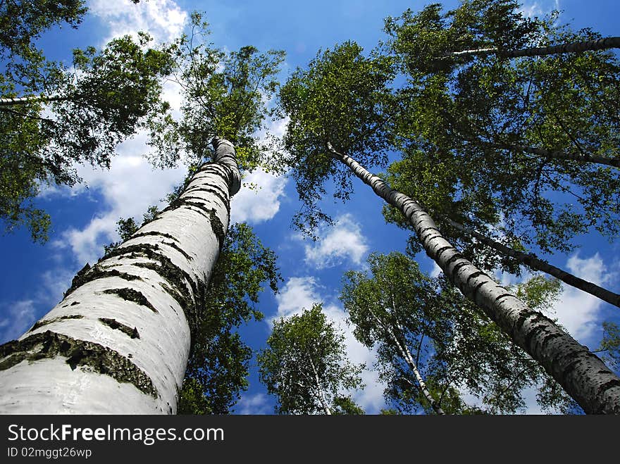 Crowns of trees with the sun relating to the sky. Crowns of trees with the sun relating to the sky