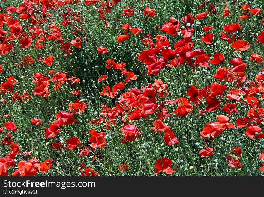 Red poppies