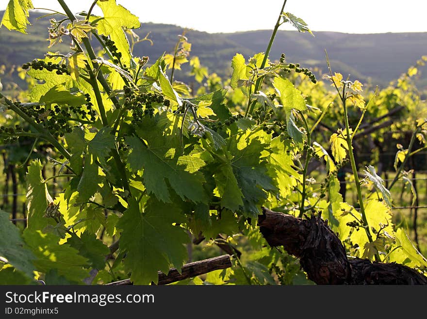 Grapes in a vineyard for white wine ripening in the sun in the Italian Soave region