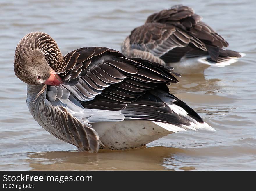 The wild goose on the lake. The wild goose on the lake.