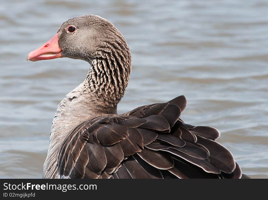 The wild goose on the lake.