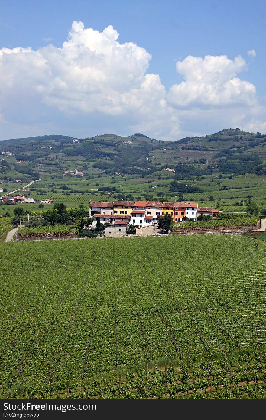 A farm with grape vineyards in the Soave region, famous for wine