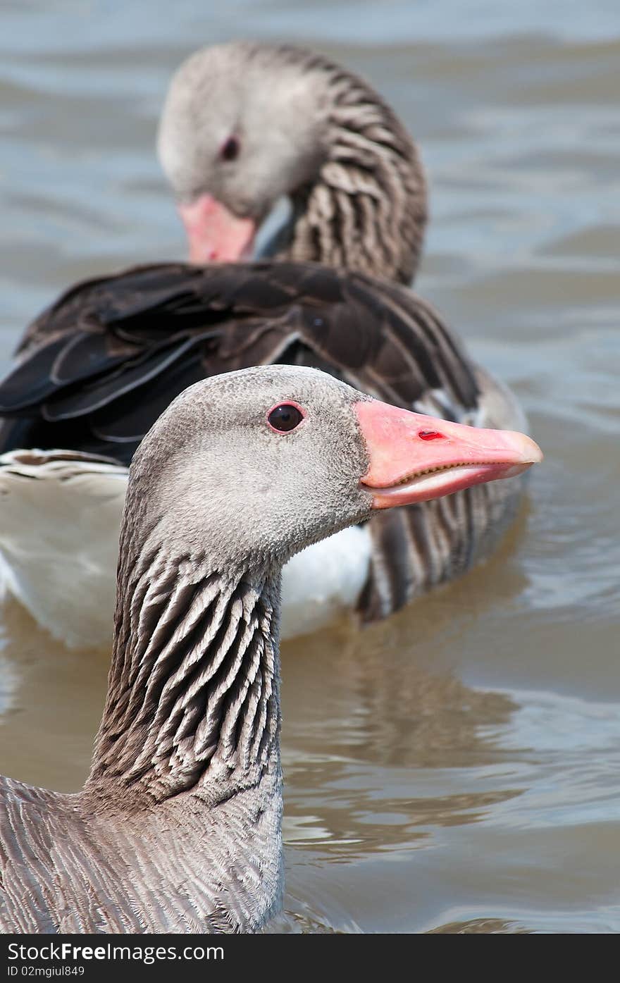 The wild goose on the lake.