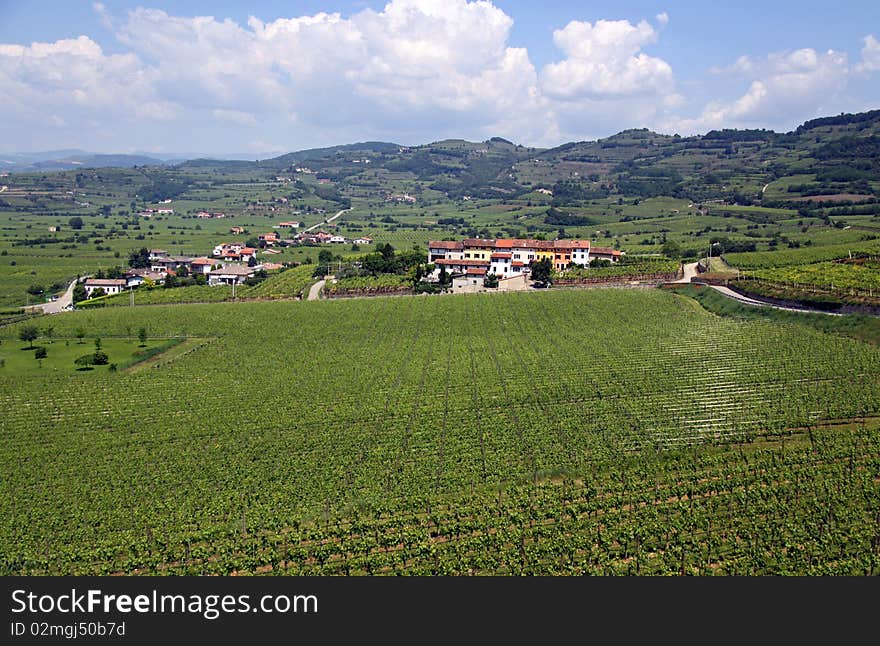 A farm with grape vineyard