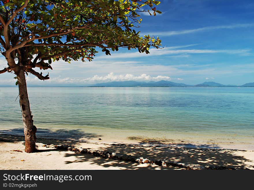 Lone Tree on a Beach