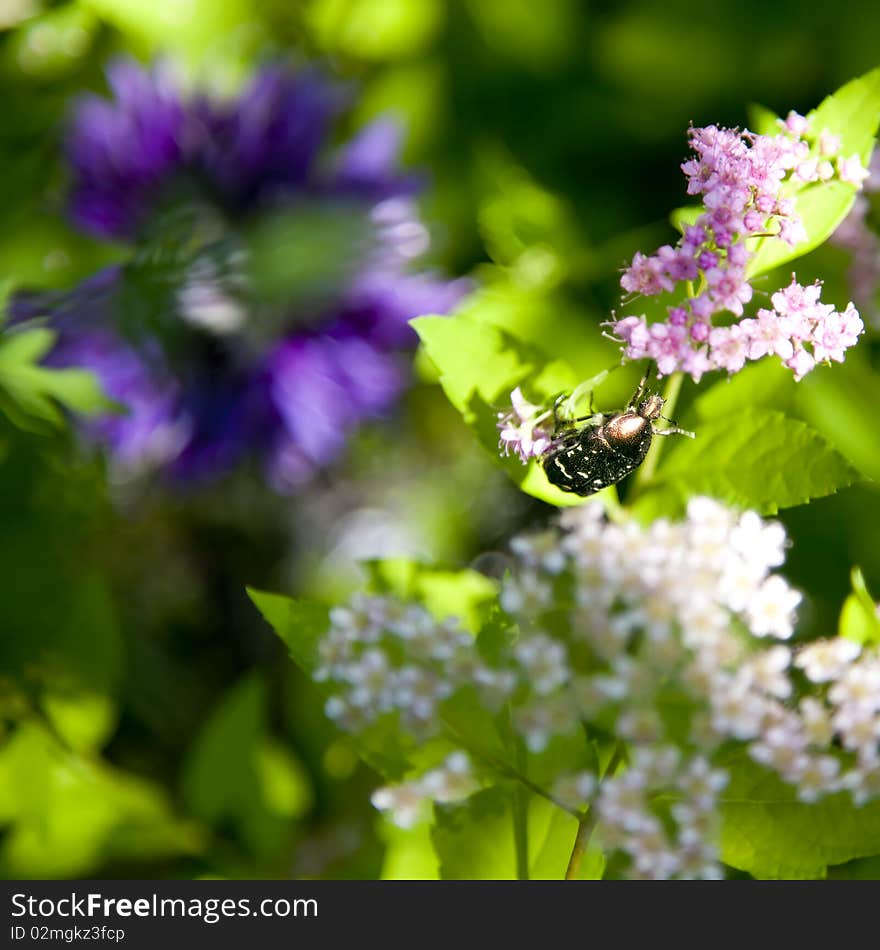 Green beetle on a flower