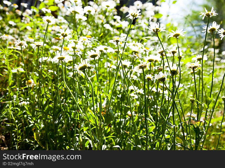 Camomile field background