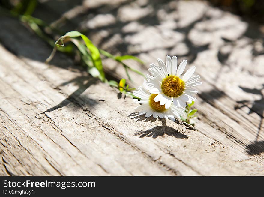 Two camomiles lying on wooden board in a sunny summer day. Two camomiles lying on wooden board in a sunny summer day