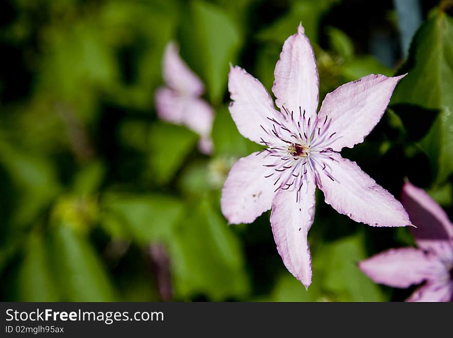 Light pink flower on summer garden background. Light pink flower on summer garden background