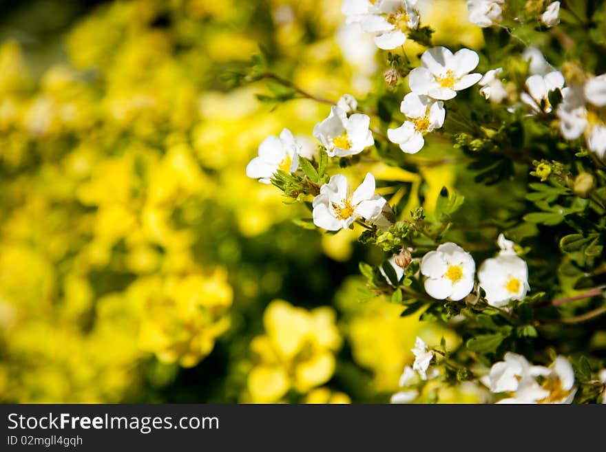 Background with white and yellow flowers. Background with white and yellow flowers