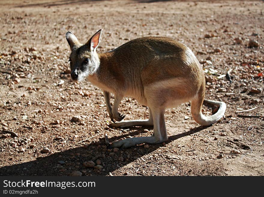 Australian Grey Kangaroo standing on a gravel roadside surface. Australian Grey Kangaroo standing on a gravel roadside surface.