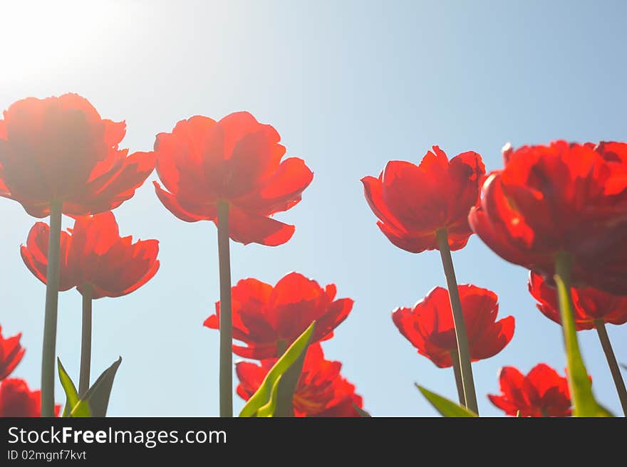 Many red tulips with sunny sky