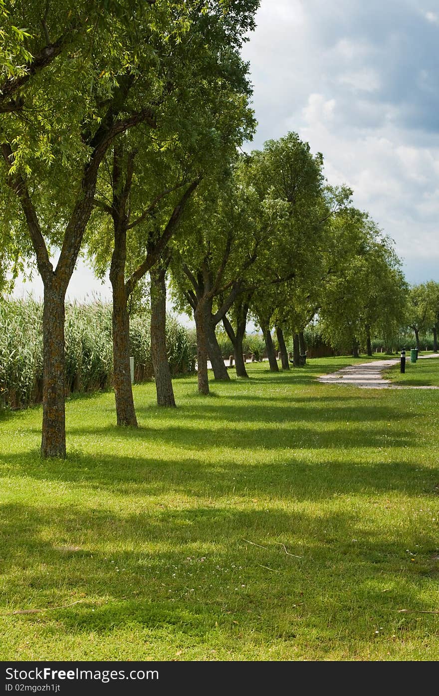 The long beatiful tree-lined alley