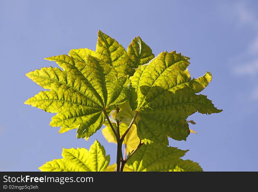 Acer Circinatum, Maple Leaves