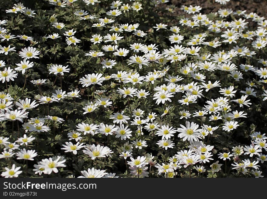 Greek Windflower, Anemone Blanda