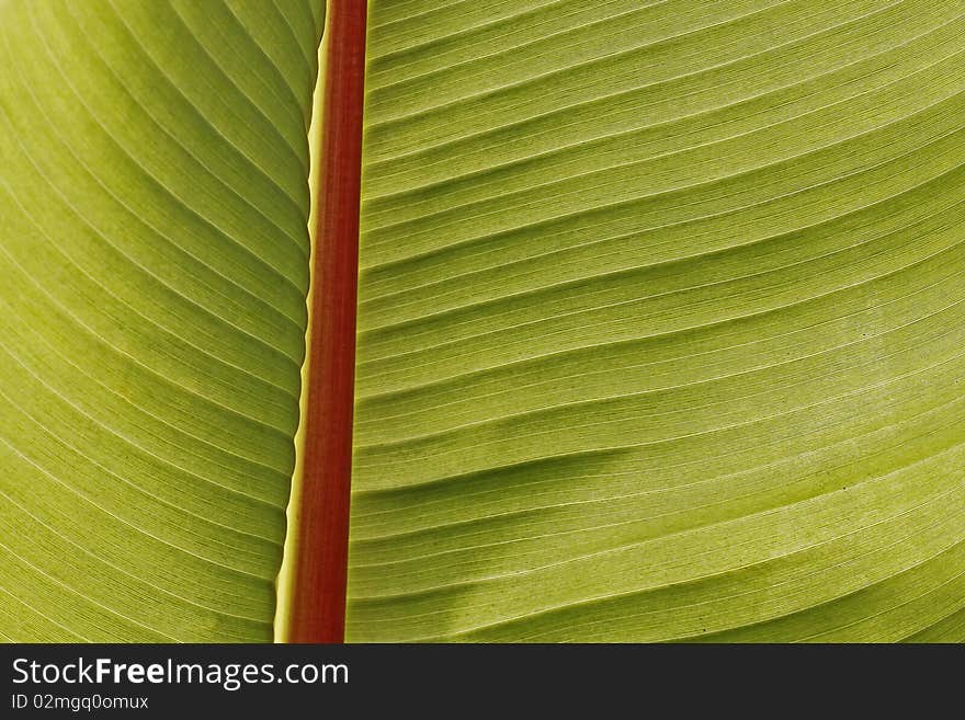 Ensete ventricosum, Enset or False banana