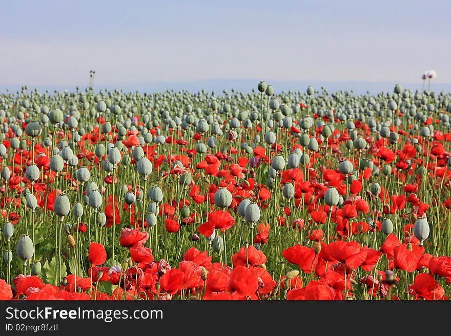 Corn Poppy