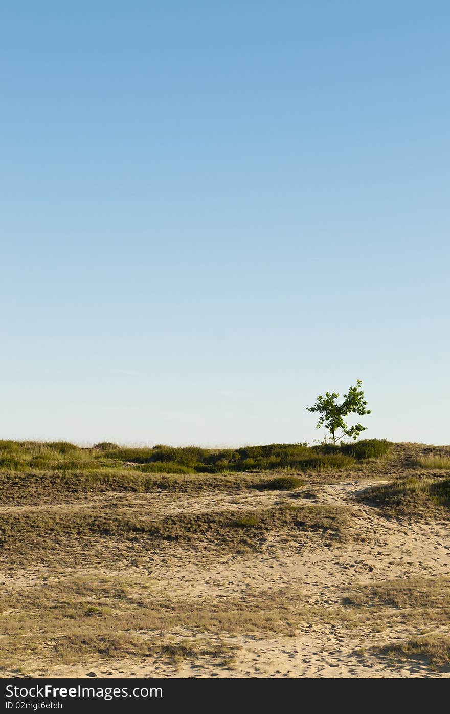 Dune landscape with lonely tree