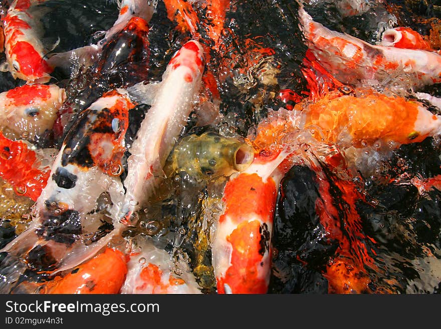 Japanese Carp/Koi In Pond