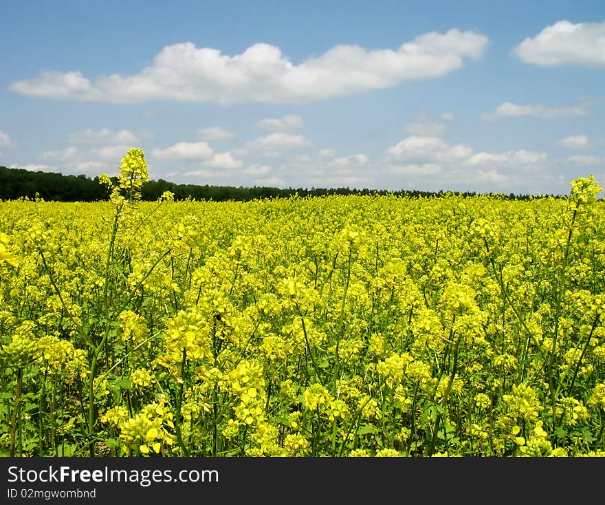 An image of a yellow field and blue sky. An image of a yellow field and blue sky