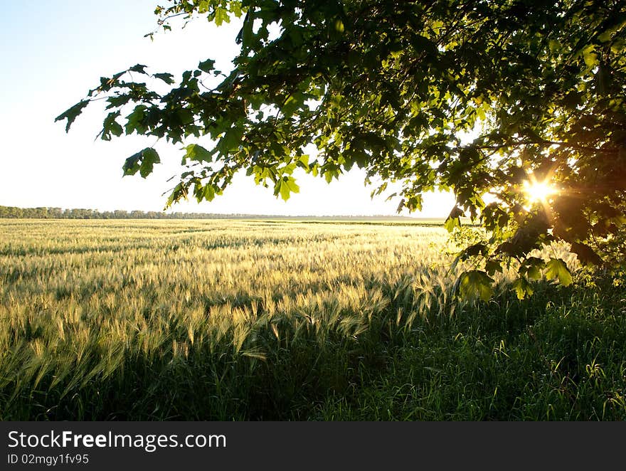 Green Barley